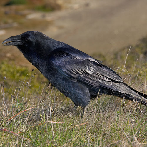Raven on the ground