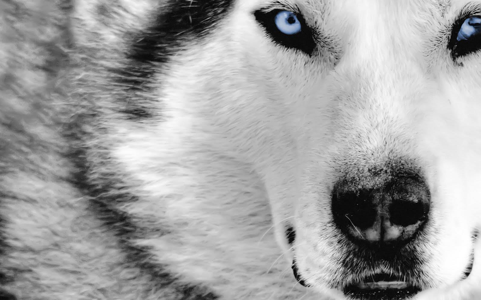Wolf with Ice Blue Eyes
